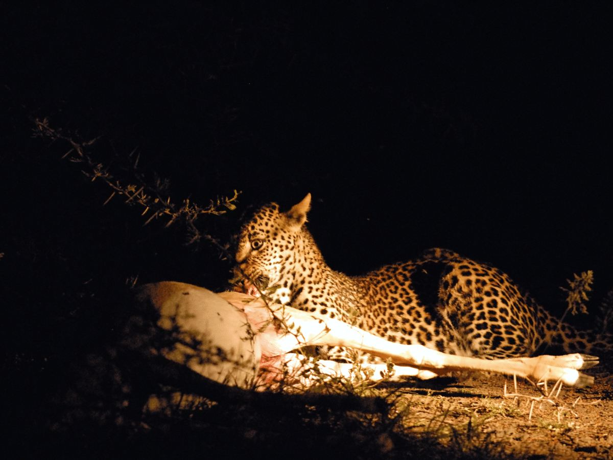 Royal Malewane, Kruger Park, South Africa