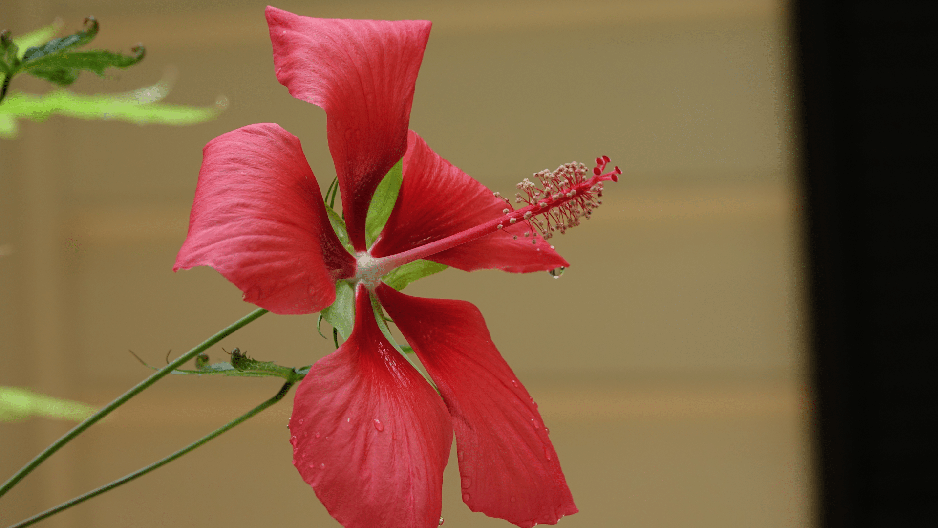 Red Hibiscus from the Photography Portfolio of Selected Works by David F Williams