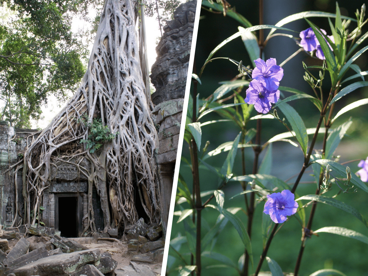 The Power and The Beauty - Cambodia and North Carolina by David F Williams