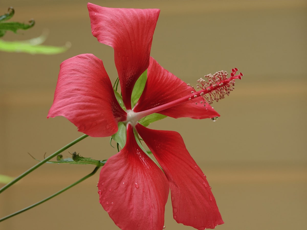 Hibiscus on Porch by David F Williams