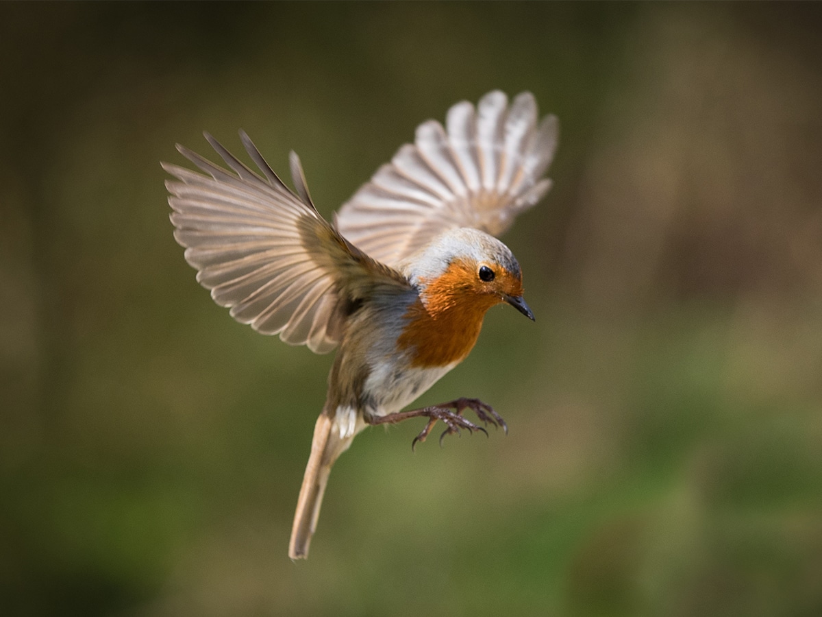 Landscapes of Beauty: Where the Birds Would Fly by David F Williams